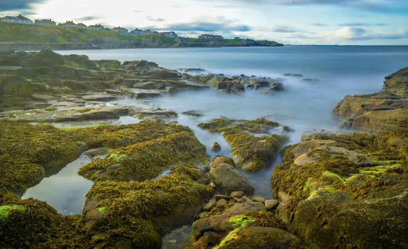Before the World Wakes: A Dawn Forager's Morning on the Dunbeath Shore
