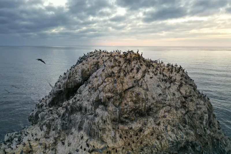 Feathers and Tides: A Highland Birdwatcher's Paradise Revealed