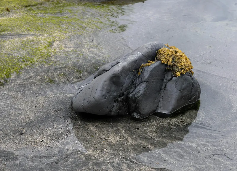 Harvest from the Highland Shore: Dunbeath's Ancient Art of Living from the Sea's Edge